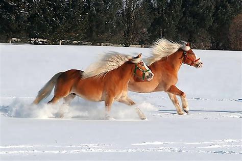 Two Magnificent Free Haflinger Gallop In The Snow The Haflinger Also