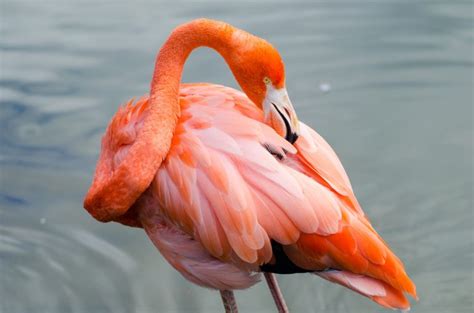 Pourquoi Les Flamants Roses Sont Roses Lucien 8 Ans Images Doc