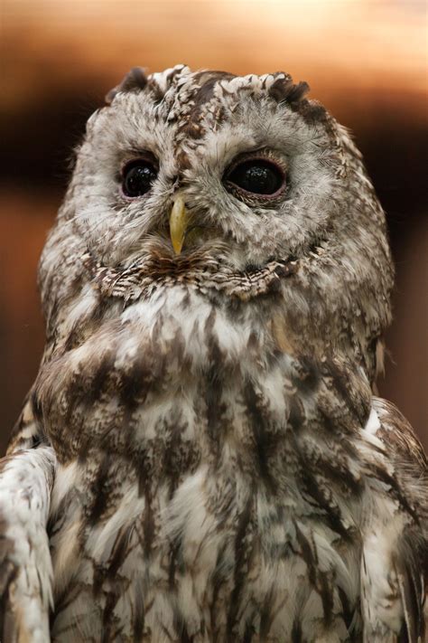 Tawny Owl Free Stock Photo - Public Domain Pictures
