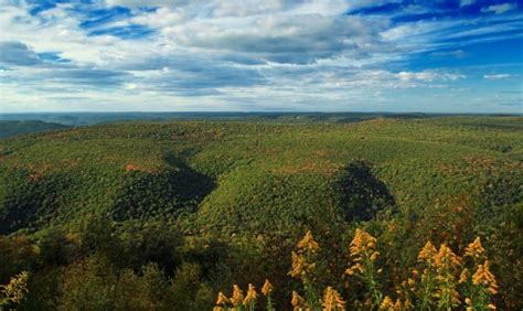 Free Images Landscape Tree Nature Forest Grass Horizon