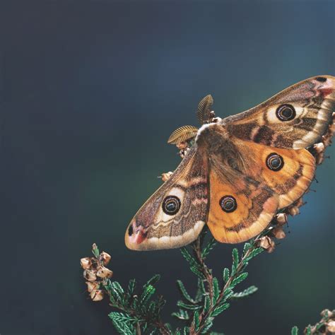 british moth guide common types amazing facts    matter