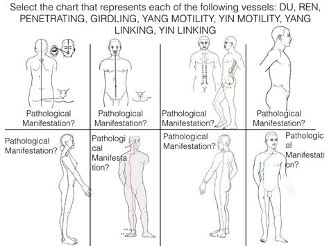 The Eight Extraordinary Vessels Charts Diagram Quizlet