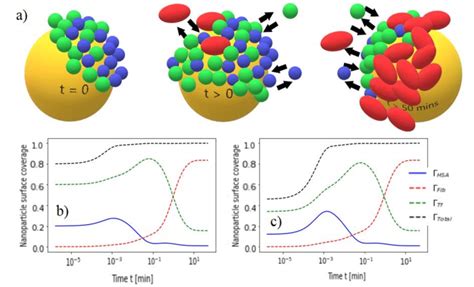 A An Illustration Demonstrating The Three Protein Adsorption In Three Download Scientific