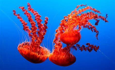 Fotos De La Medusa Ortiga De Mar Im Genes Y Fotos