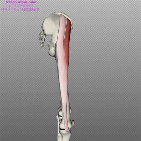 Understand Tensor Fascia Latae And It Band 3d Muscle
