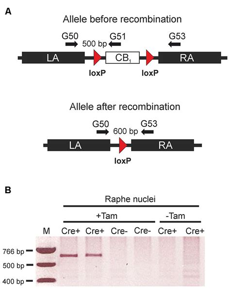 Tamoxifen Inducible Genetic Inactivation Of Cannabinoid Type 1 CB1