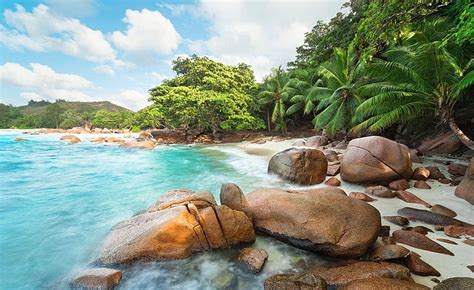 HD Wallpaper Green Leafed Plants Sea Beach Nature Waves Palm