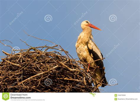 White Stork Sitting On A Nest Stock Photo Image Of Lovely Europe