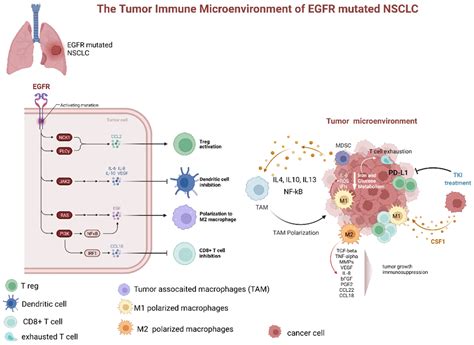 Ijms Free Full Text Egfr Mutated Non Small Cell Lung Cancer And