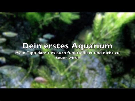 Dein Erstes Aquarium Einrichten F R Anf Nger Meine Tipps Erf Lle Dir