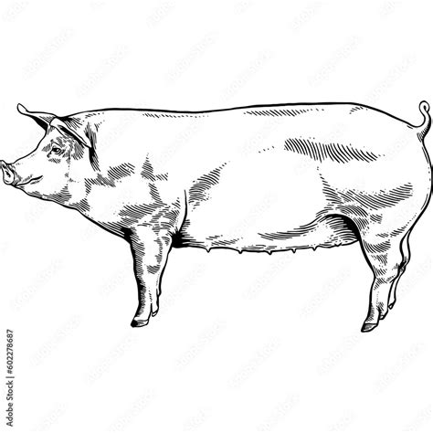 Hand drawn Pig Side View Sketch Illustration Stock Vector | Adobe Stock