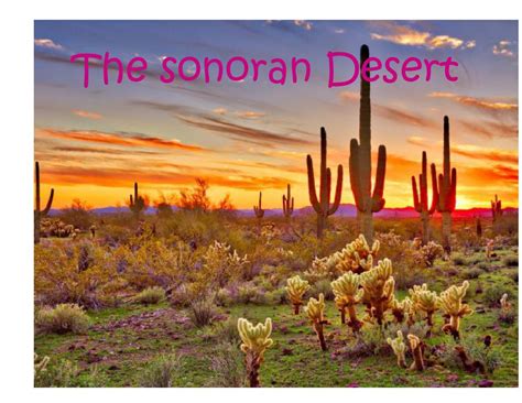 The Sonoran Desert | Book 808420