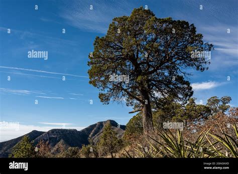 Large Tree Stands Proud With Guadalupe Peak In Background Stock Photo