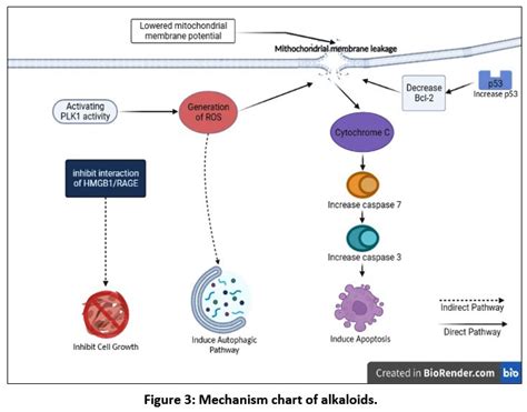 The Anticancer Effect Of Phytochemicals And Potential Of Breynia Cernua