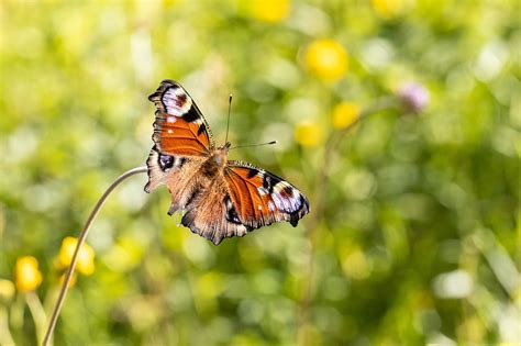 Inseto Borboleta Entomologia Foto Gratuita No Pixabay Pixabay