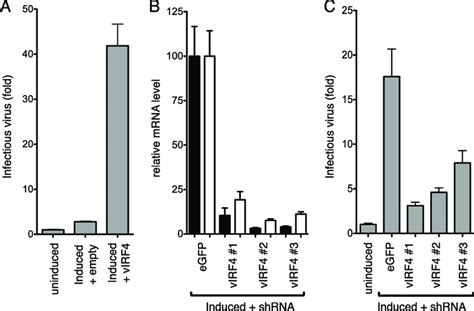 Virf Contributes To Kshv Reactivation A Kshv Latently Infected