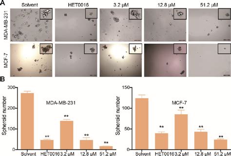 Compound 7c Inhibited The Spheroid Formation Ability Of Breast Cancer