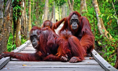 Taman Nasional Tanjung Puting Kalimantan Tengah