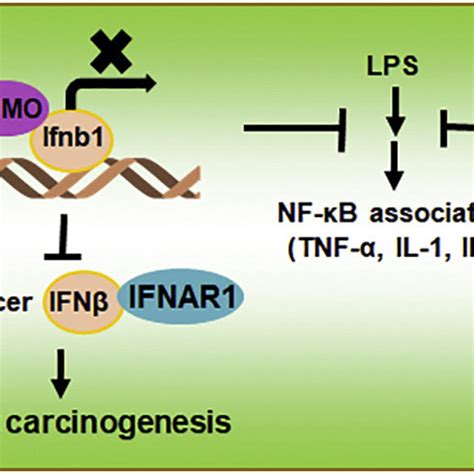 Schematic Model Of Sumoylation In Ifn Associated Signaling Both Ifn