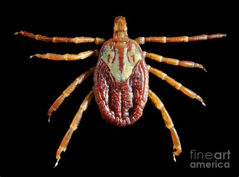 Female Gulf Coast Tick Photograph by Science Source