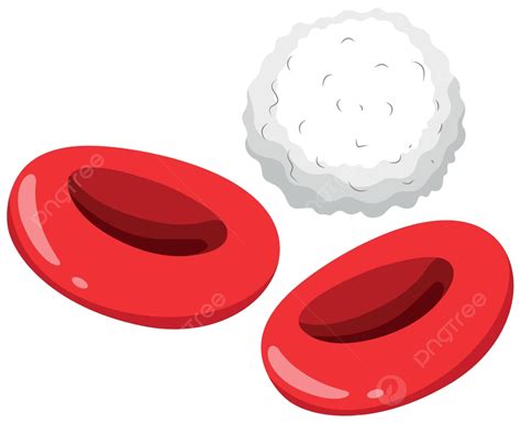 Red And White Blood Cells Leukocytes Red Science Vector Leukocytes