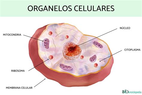 Estructura y función de los organelos celulares