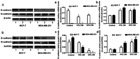 E Cadherin And N Cadherin Expression A The E Cadherin And N Cadherin