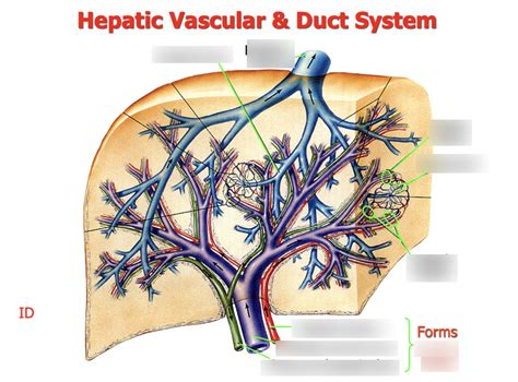 Hepatic Vascular Duct System Diagram Quizlet