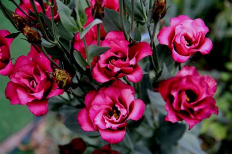 ЭУСТОМЫ 2012 | Flower prints, Flowers, Lisianthus