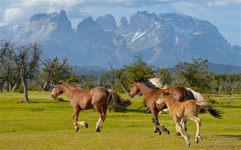 Gauchos, Patagonia, Chile | Wildlife of Torres del Paine National park ...