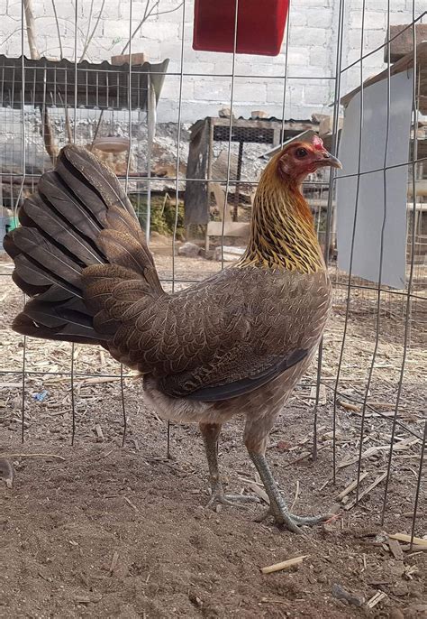 Peleas De Gallos Rápidas Vídeo Dailymotion