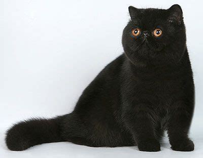 Himalayan Black Cat Breeds - Pets Lovers