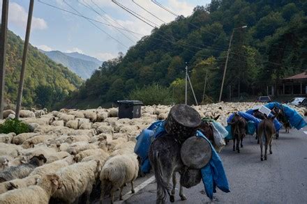 3,000 Sheep food Stock Pictures, Editorial Images and Stock Photos | Shutterstock