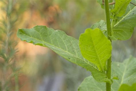 Detalhe Das Flores E Folhas Da Planta Do Cigarro Nicotiana Tabacum