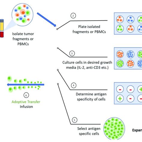 Commonly Targeted Solid Tumor Antigens In Clinical Trials In Usa