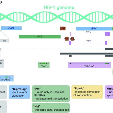 Hiv Genome And The Targets For Hiv Transcription Profiling Assays This