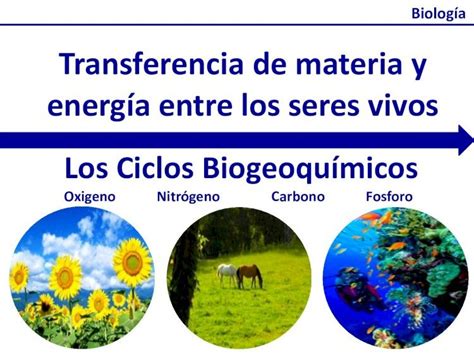 Pdf Transferencia De Materia Y Energía Entre Los Seres Vivosmuestra La Energía La Biomasa