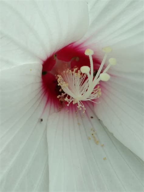 Maryland Biodiversity Project Crimson Eyed Rosemallow Hibiscus Moscheutos