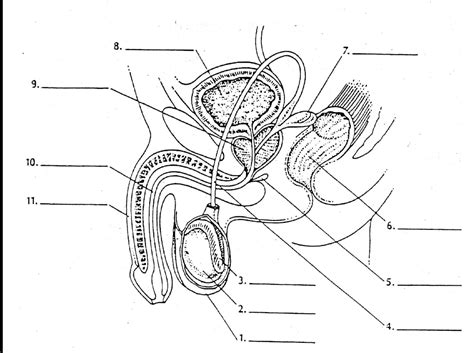 Health Diagram Male Reproductive System Diagram Quizlet