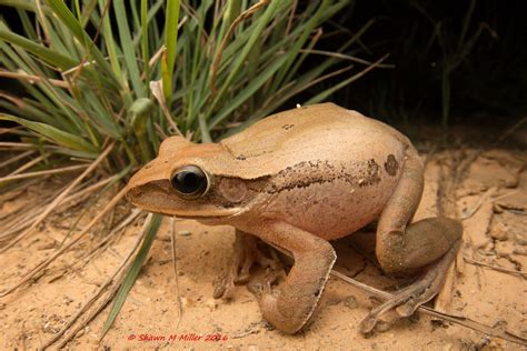 All Puffed Up White Jawwed Frog White Jawed Frog Polyped Flickr