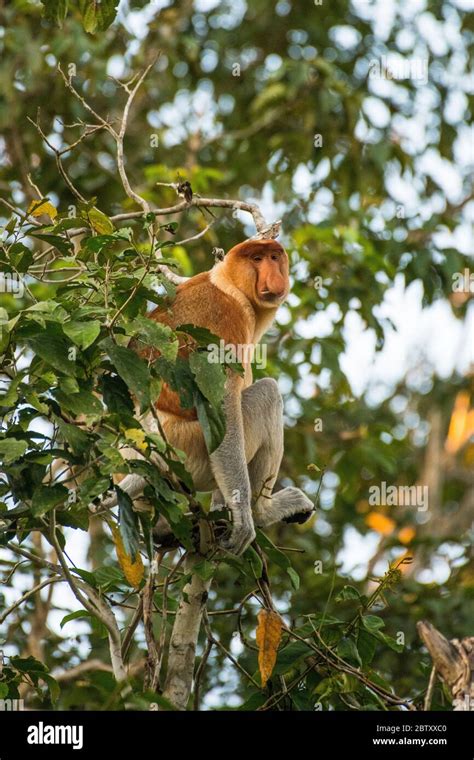 Big Nose Monkey Hi Res Stock Photography And Images Alamy