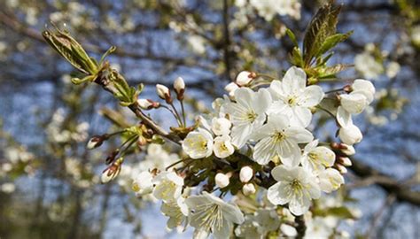 How to Care for Cherry Trees | Garden Guides