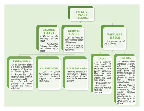 Concept Map About The Types Of Plant Tissues TYPES OF PLANT TISSUES