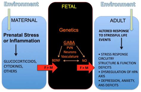 Impact Of Maternal Conditions On Sex Dependent Brain Development And