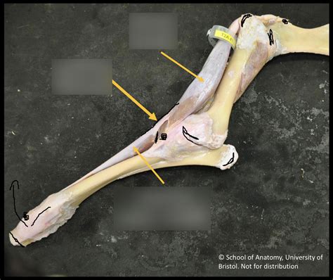 Flexor Muscles Of Equine Forelimb Diagram Quizlet