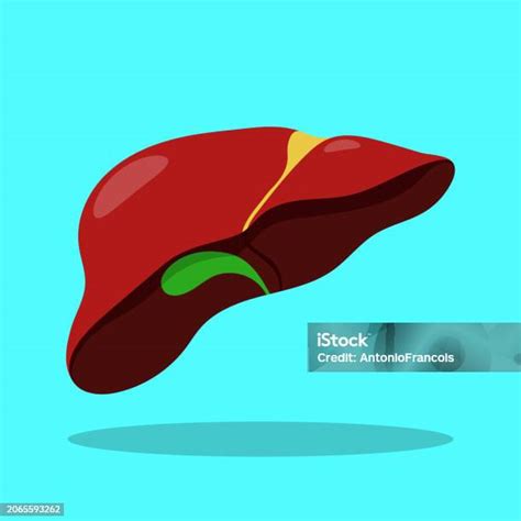 Liver Anatomy Structure Vector Hepatic System Organ Digestive Gallbladder Organ Human Liver For