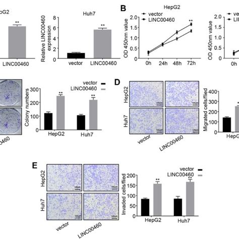 Knockdown Of Linc Inhibits Hcc Cell Proliferation Migration And