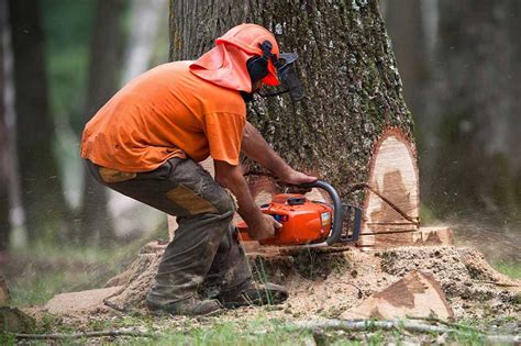 Hiring Tree Service Professionals To Handle Your Trees Ecologiaaldia