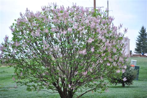 Lilac Bush Lilac Bushes Garden Landscaping Lilac