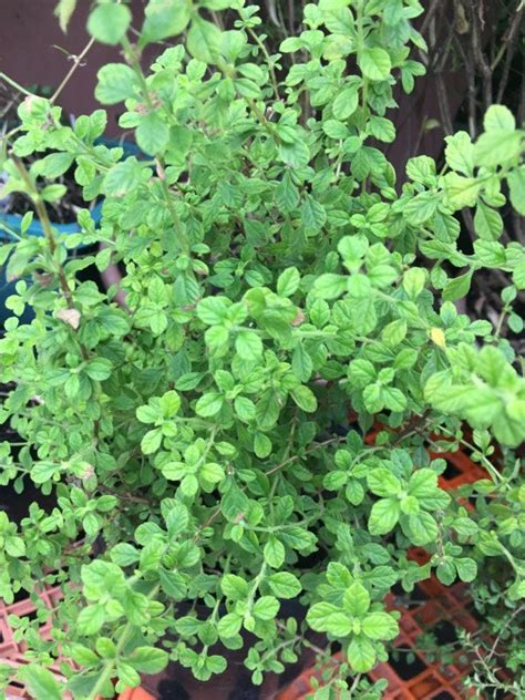 Oregano A Perfect Herb For The Tropical Setting The Urban Gardening Shop